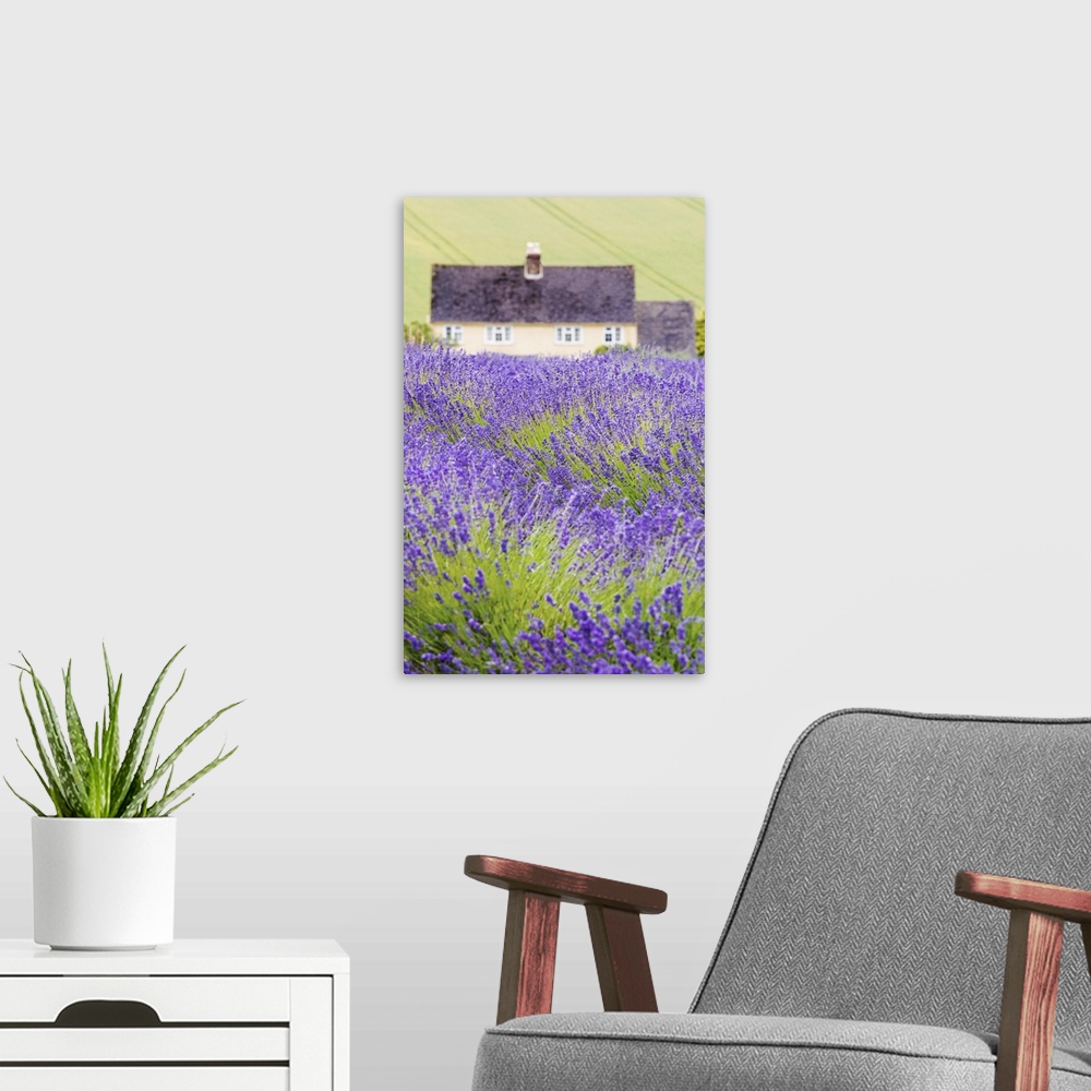 A modern room featuring Lavender fields, Cotswolds, Worcestershire, UK