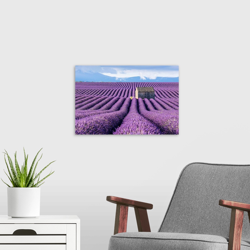 A modern room featuring Lavender fields, Provence, France