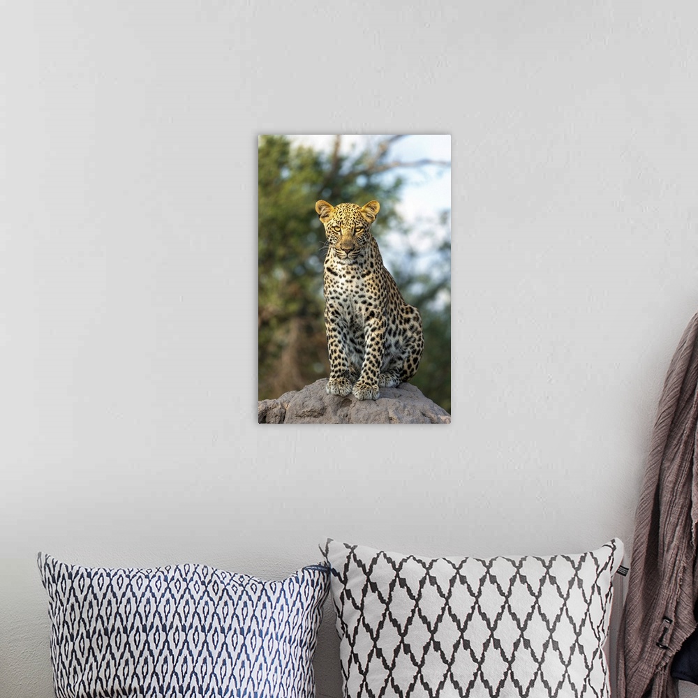 A bohemian room featuring Leopard cub sitting on a termite mound, Kalahari Desert, Botswana