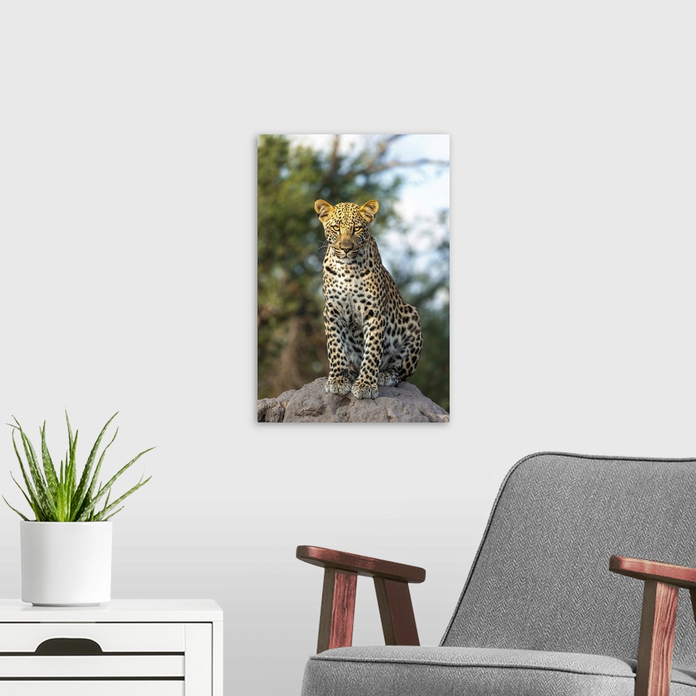 A modern room featuring Leopard cub sitting on a termite mound, Kalahari Desert, Botswana