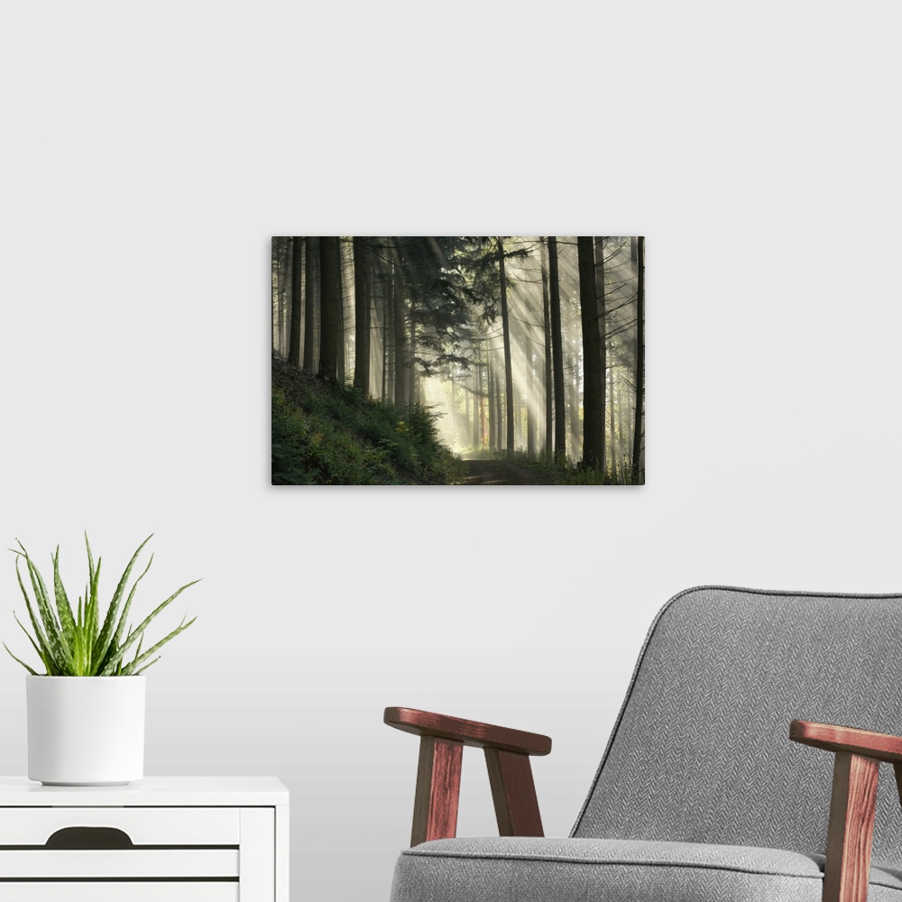 A modern room featuring Light flooded spruce forest, Black Forest National Park, Black Forest, Baden-Wuerttemberg, German...