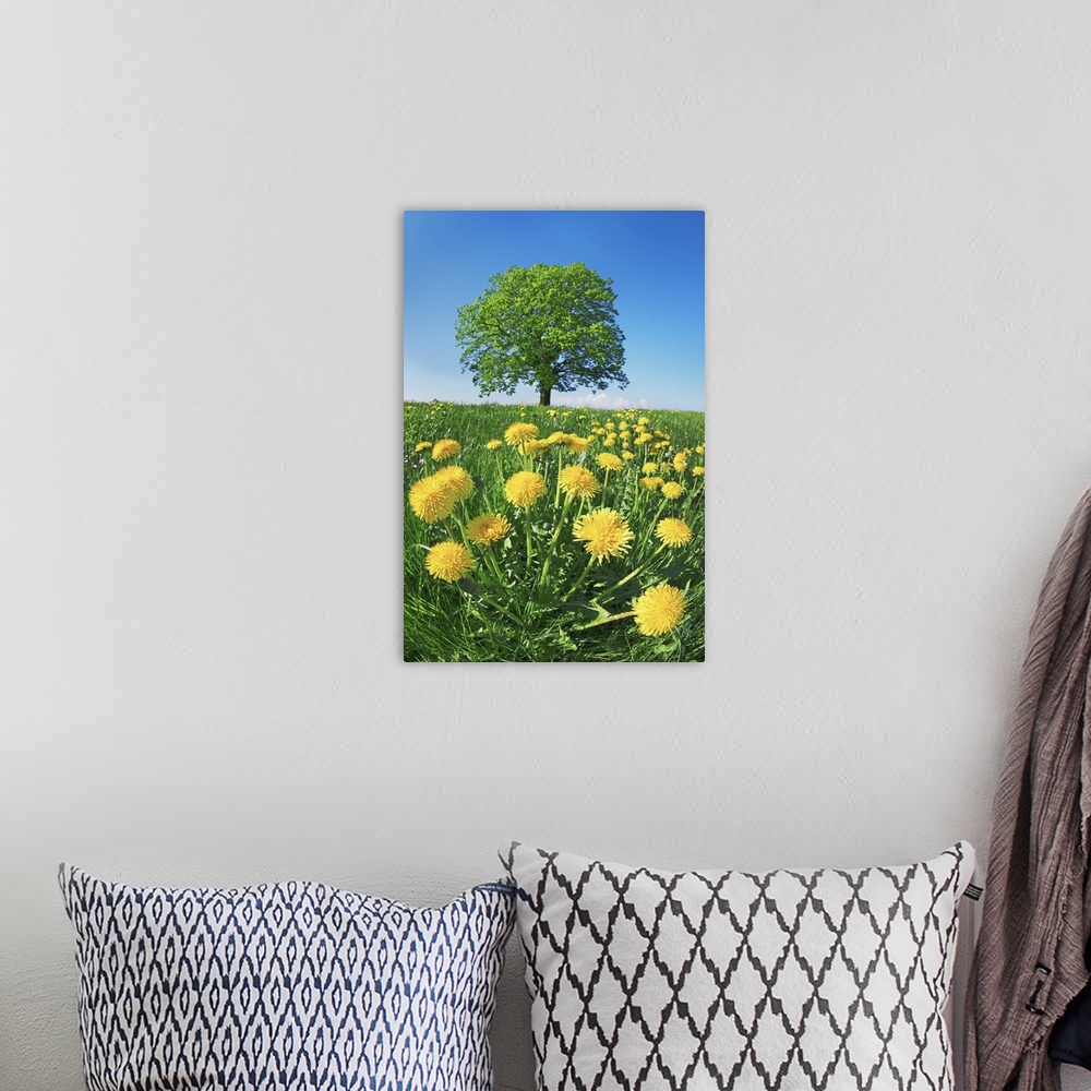 A bohemian room featuring Lime tree with dandelions. Germany, Bavaria, Upper Bavaria, Miesbach, Holzkirchen, Osterwarngau. ...