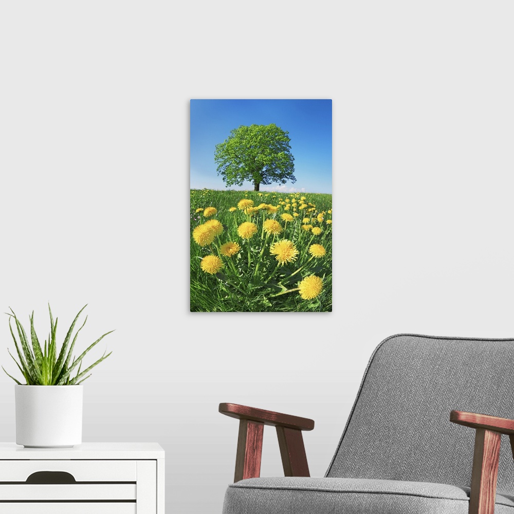 A modern room featuring Lime tree with dandelions. Germany, Bavaria, Upper Bavaria, Miesbach, Holzkirchen, Osterwarngau. ...