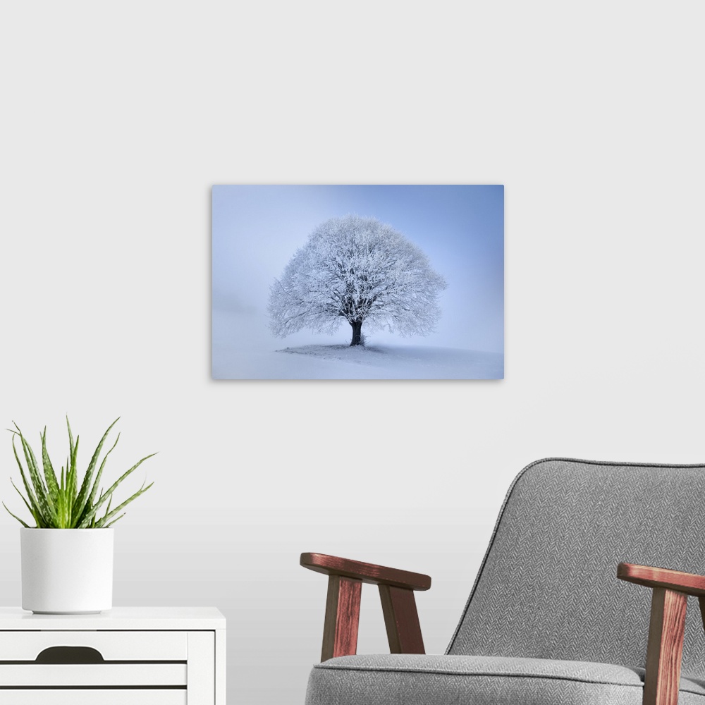 A modern room featuring Lime tree with hoar frost in winter. Germany, Bavaria, Upper Bavaria, Miesbach, Irschenberg. Bava...