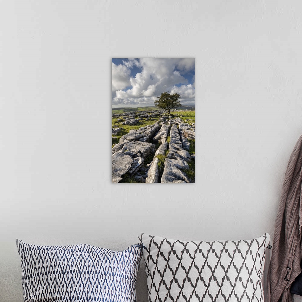 A bohemian room featuring Limestone pavement and lone hawthorn tree at Winskill Stones, Yorkshire Dales National Park, Nort...