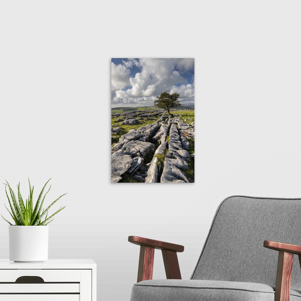 A modern room featuring Limestone pavement and lone hawthorn tree at Winskill Stones, Yorkshire Dales National Park, Nort...