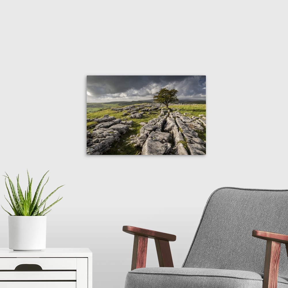 A modern room featuring Limestone pavement and lone hawthorn tree at Winskill Stones, Yorkshire Dales National Park, Nort...