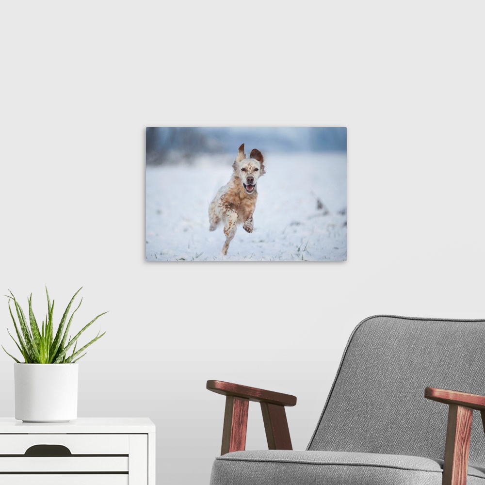A modern room featuring Lombardy, Italy, Europe. An english setter dog is running on a snow covered field.