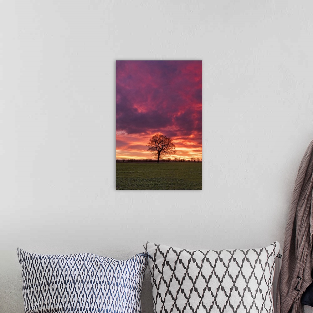 A bohemian room featuring Lone Tree at Sunrise, Norfolk, England