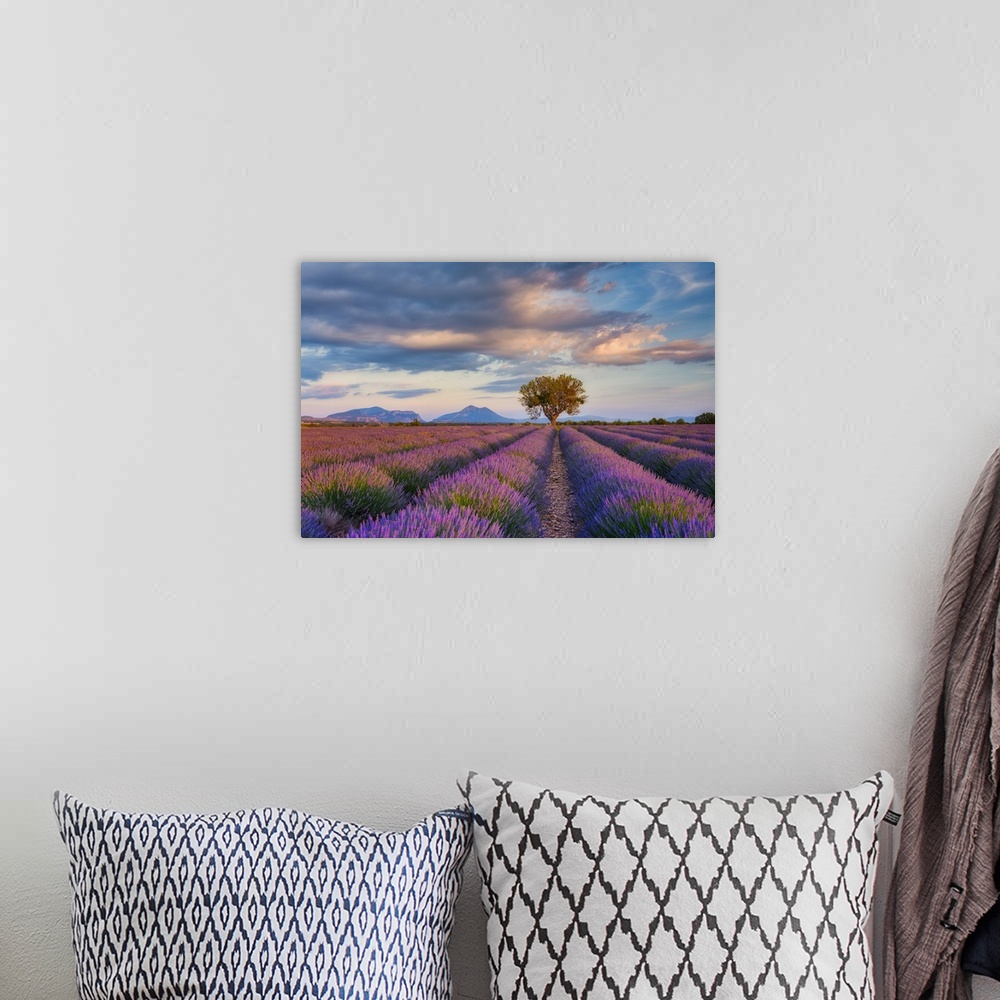 A bohemian room featuring Lone Tree (almond tree) in blooming Lavender field (Lavendula augustifolia), Valensole, Plateau d...