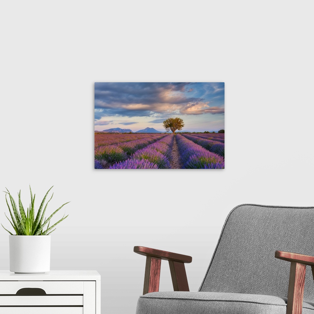 A modern room featuring Lone Tree (almond tree) in blooming Lavender field (Lavendula augustifolia), Valensole, Plateau d...