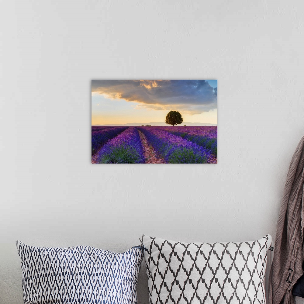A bohemian room featuring Lone tree in Lavender field (Lavendula augustifolia) at sunset, Provence-Alpes-Cote d'Azur, Alpes...