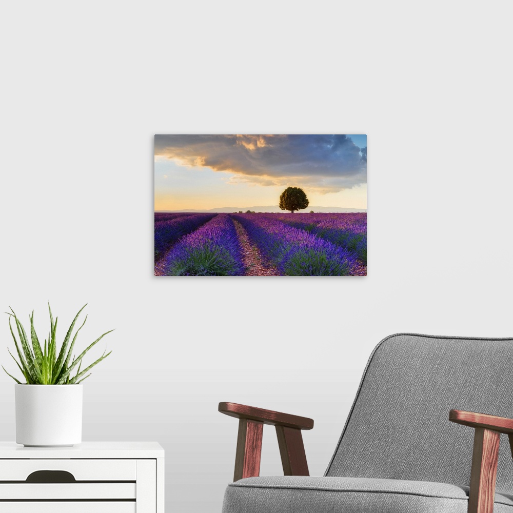 A modern room featuring Lone tree in Lavender field (Lavendula augustifolia) at sunset, Provence-Alpes-Cote d'Azur, Alpes...