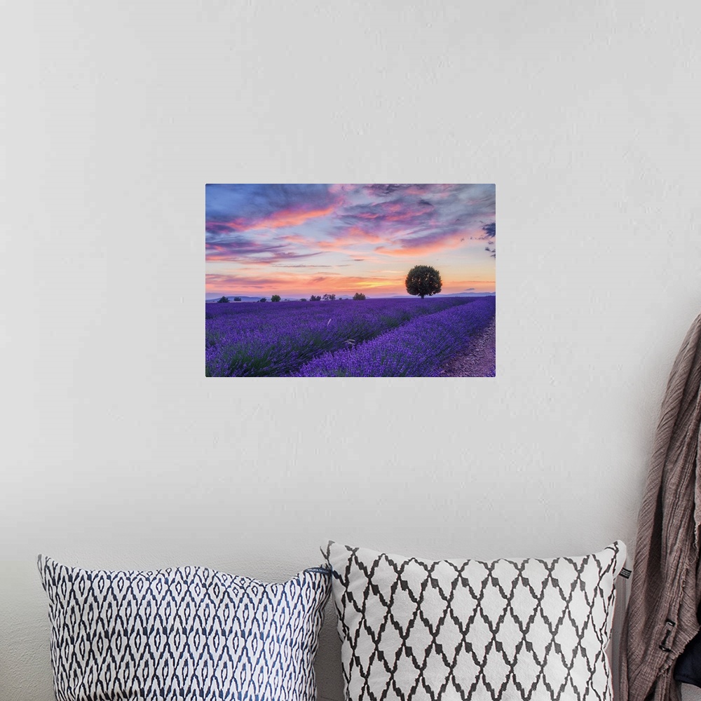 A bohemian room featuring Lone tree in Lavender field (Lavendula augustifolia) at sunset, Provence-Alpes-Cote d'Azur, Alpes...