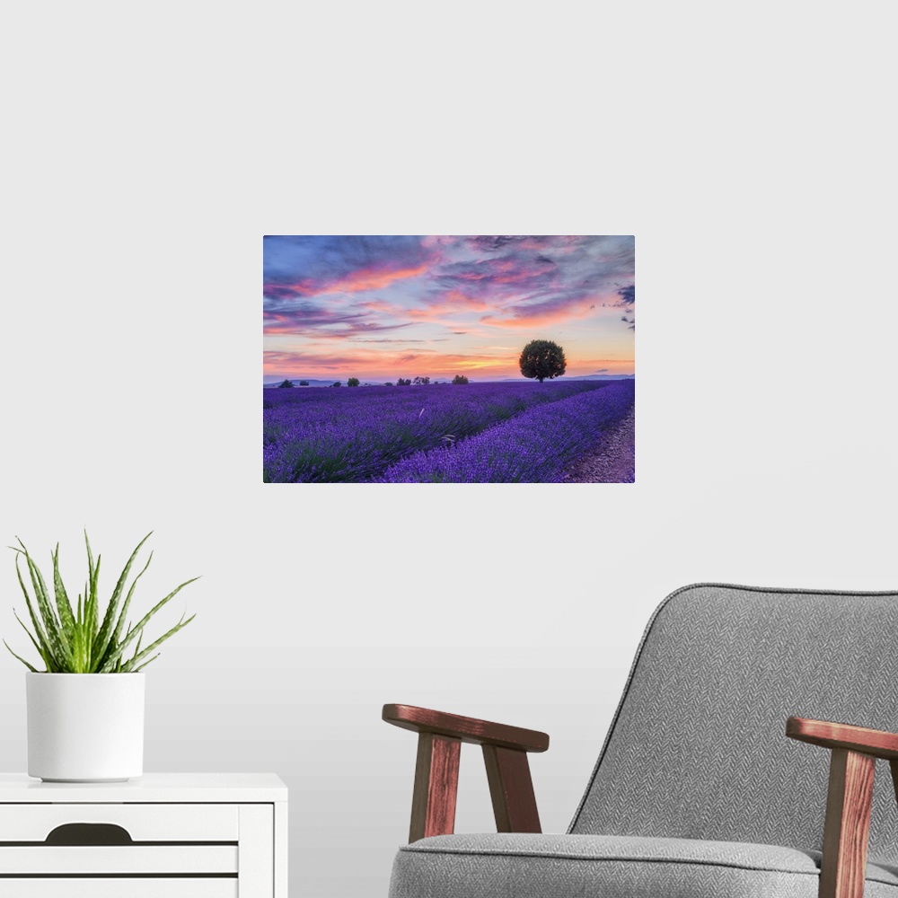 A modern room featuring Lone tree in Lavender field (Lavendula augustifolia) at sunset, Provence-Alpes-Cote d'Azur, Alpes...