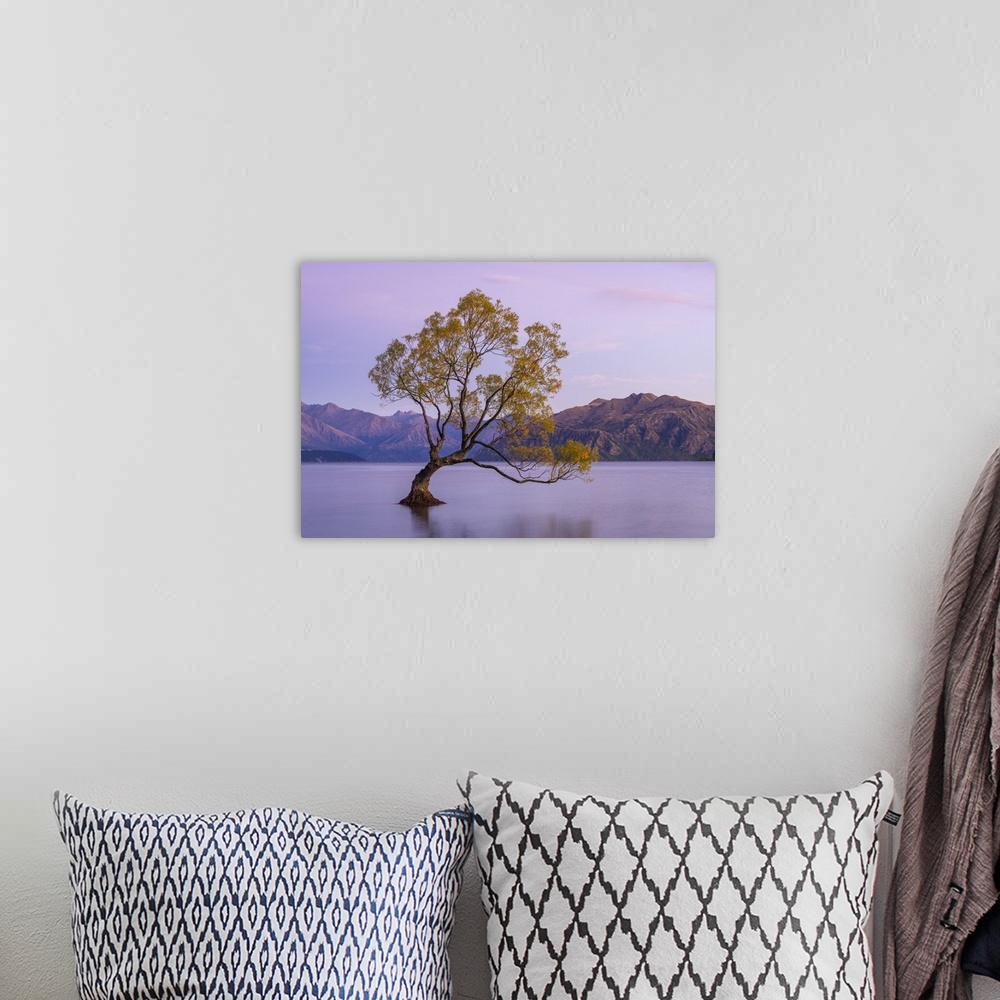 A bohemian room featuring Lone tree in Roys Bay on Wanaka Lake before sunrise, Wanaka, Queenstown-lakes District, Otago Reg...