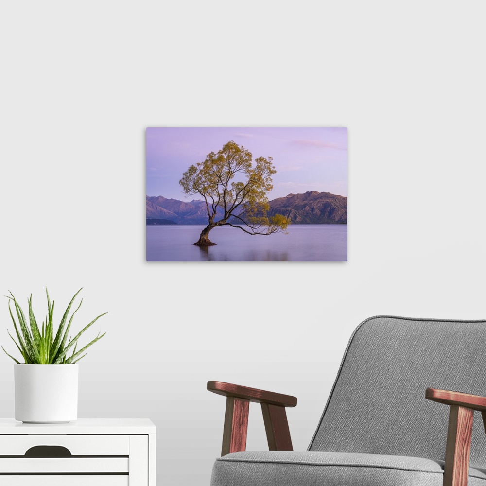 A modern room featuring Lone tree in Roys Bay on Wanaka Lake before sunrise, Wanaka, Queenstown-lakes District, Otago Reg...