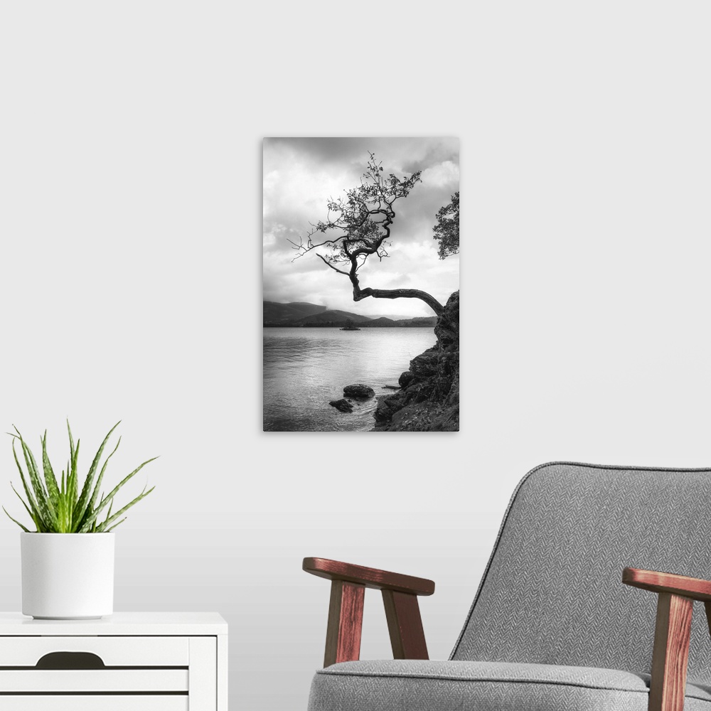 A modern room featuring Lone tree, Otterbield Bay, Derwentwater, Cumbria, England