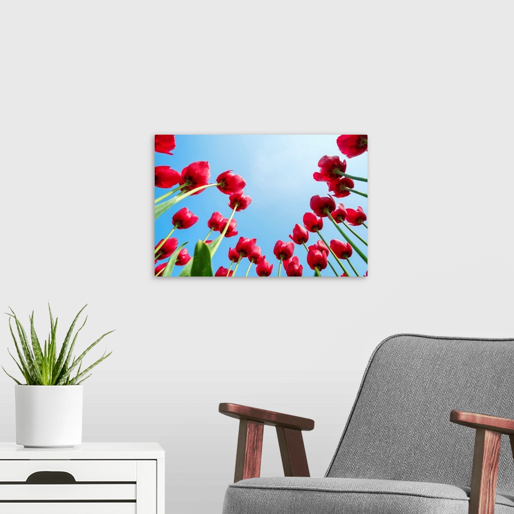 A modern room featuring Looking up at tulip blossoms against blue sunny sky, Ursem, North Holland, Netherlands.