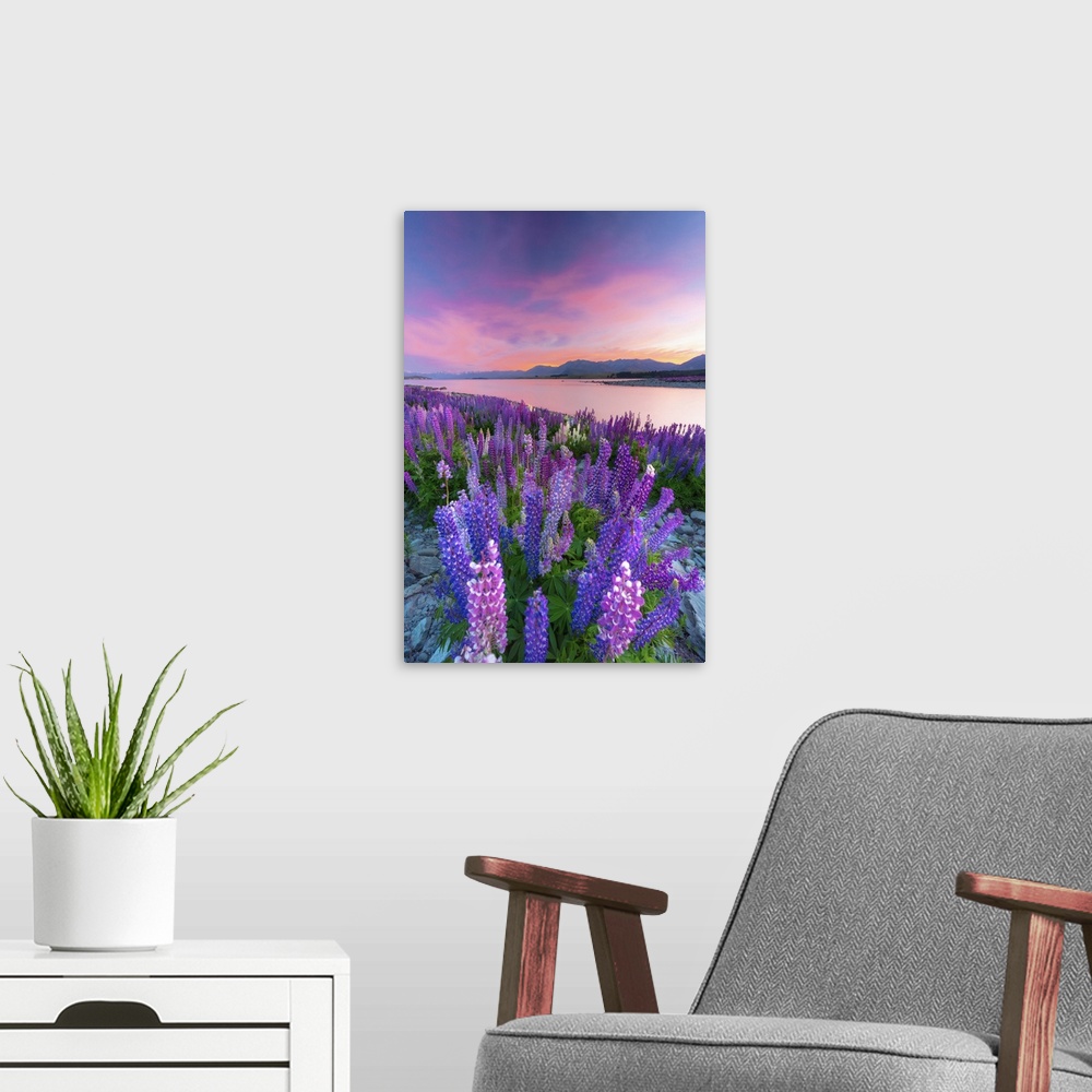 A modern room featuring Lupins in bloom by the lake at dawn at Tekapo, New Zealand