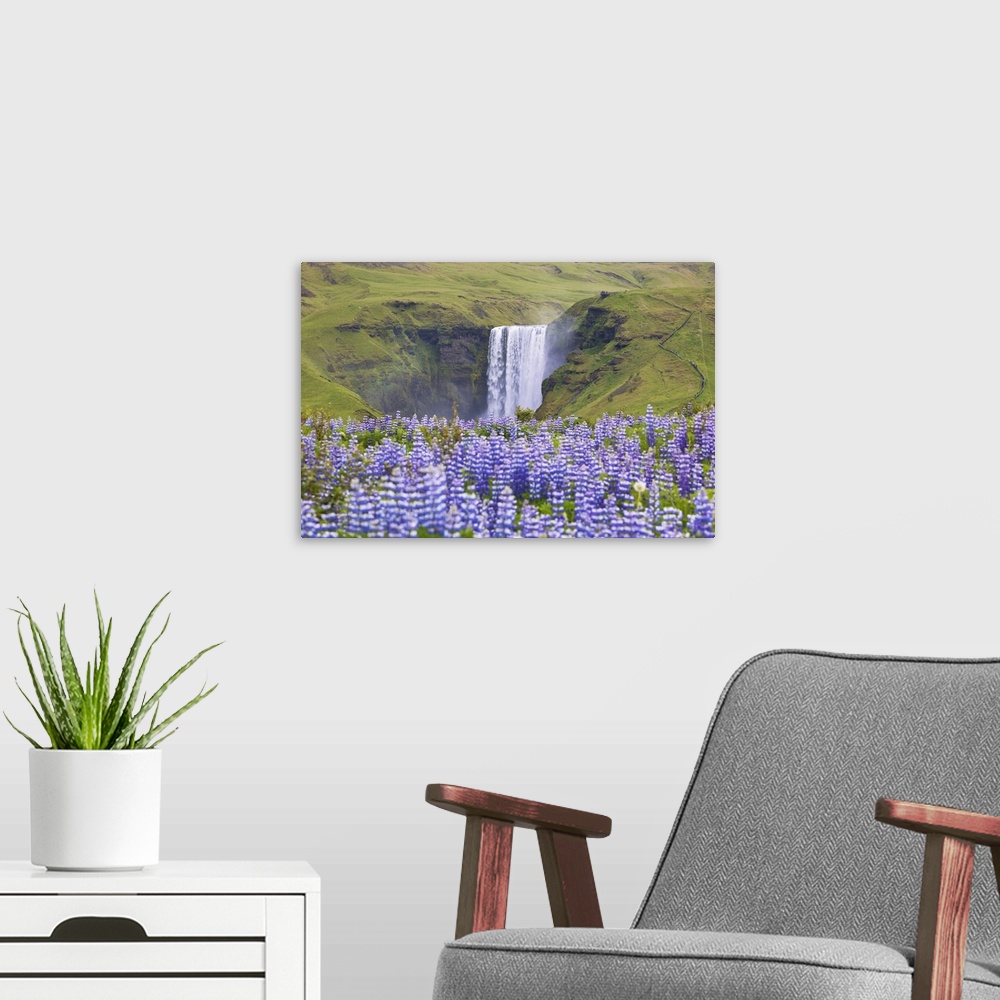 A modern room featuring Lupins wrap the green meadows around the Skogafoss waterfall, Sudurland, Iceland