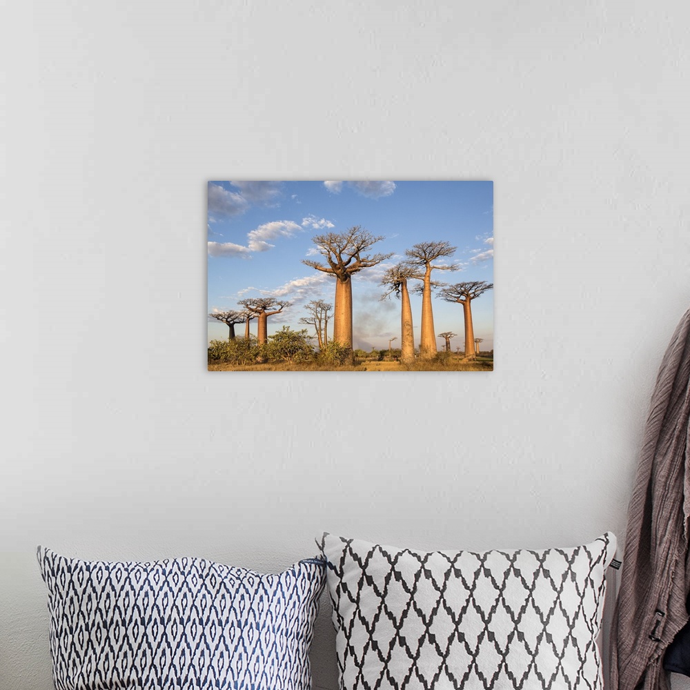 A bohemian room featuring Madagascar, Morondava, Les All....e des Baobabs at sundown
