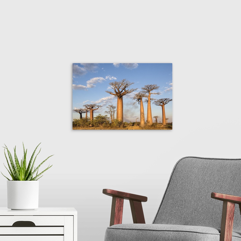 A modern room featuring Madagascar, Morondava, Les All....e des Baobabs at sundown