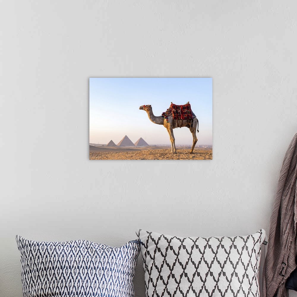 A bohemian room featuring Man and his camel at the Pyramids of Giza, Giza, Cairo, Egypt