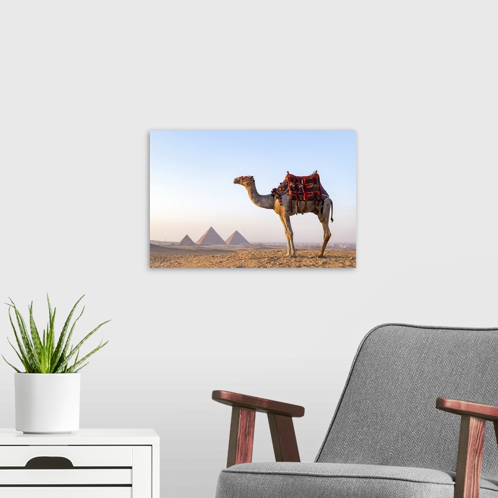 A modern room featuring Man and his camel at the Pyramids of Giza, Giza, Cairo, Egypt