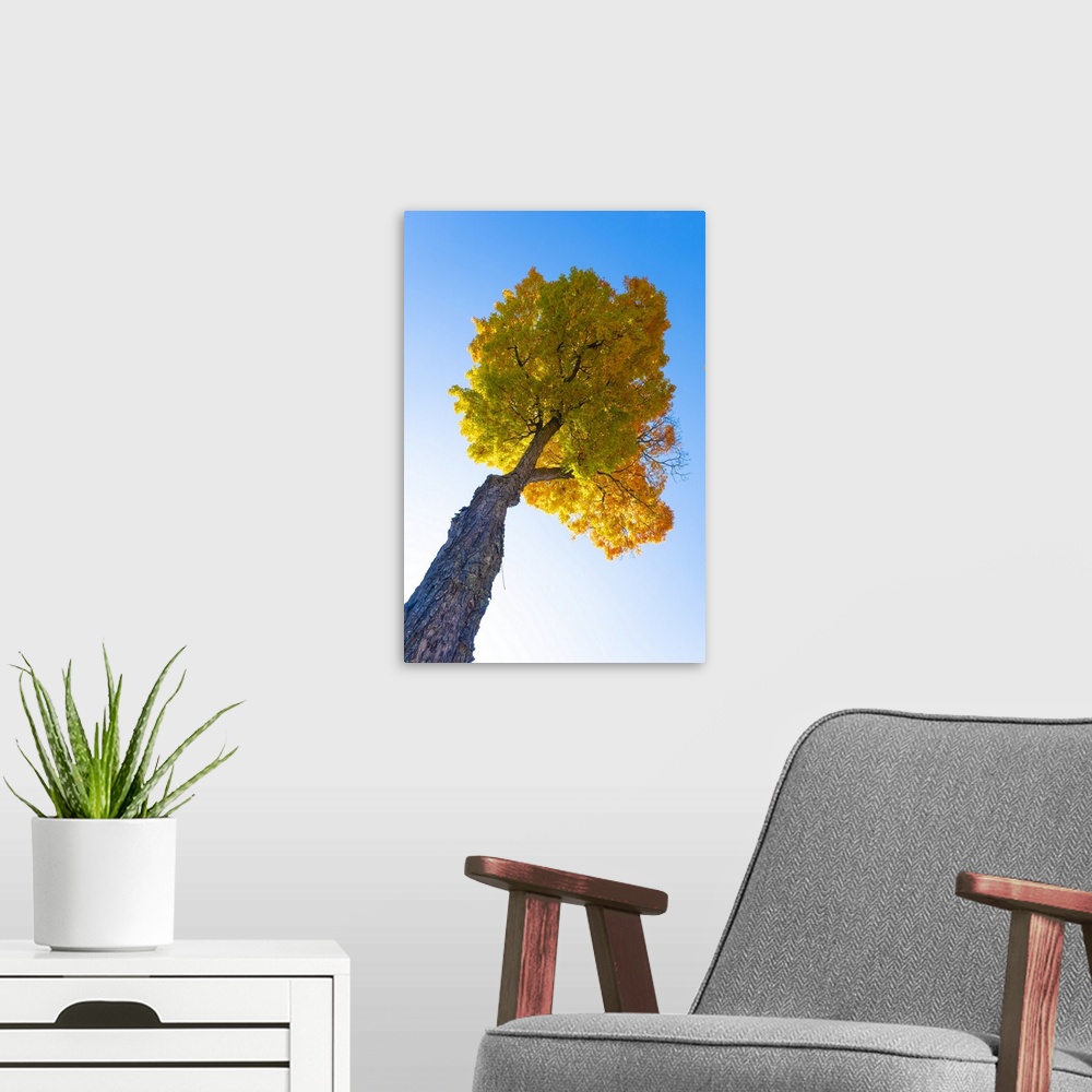 A modern room featuring Maple tree, Peacham, Vermont, USA.