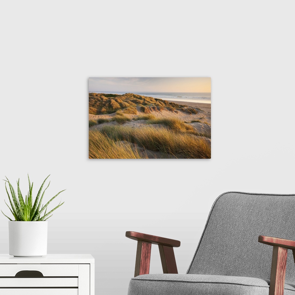 A modern room featuring Marram grass on the sand dunes of Braunton Burrows, looking towards Saunton Sands, Devon, England...
