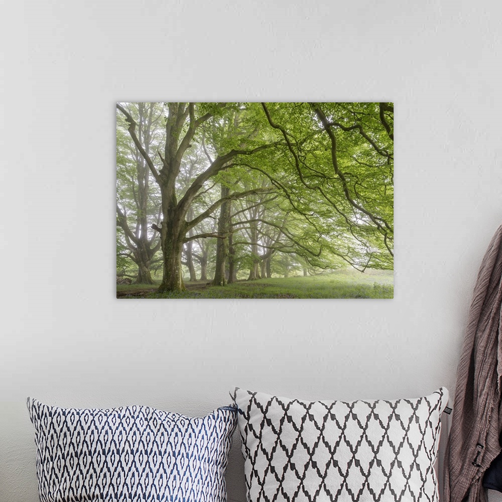 A bohemian room featuring Mature beech trees in spring morning mist, Dartmoor National Park, Devon, England. Spring, May, 2...