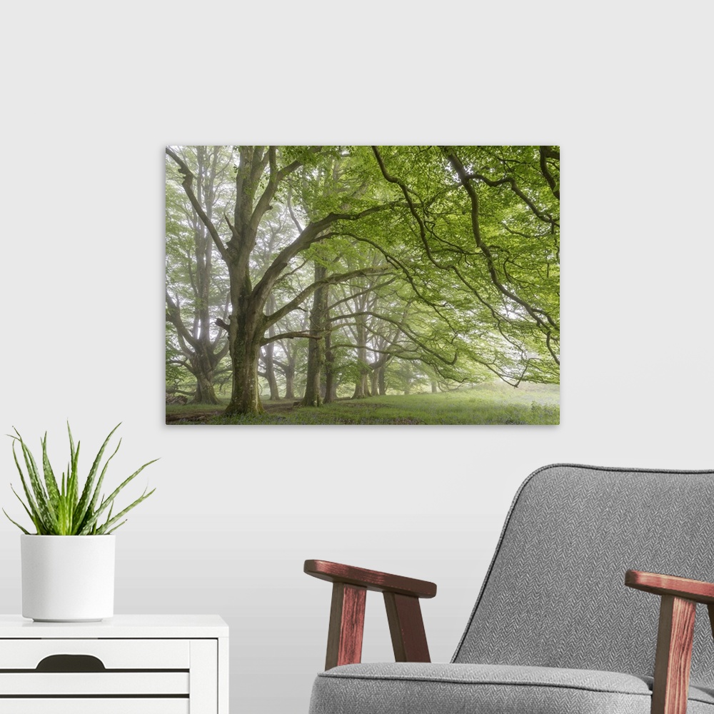 A modern room featuring Mature beech trees in spring morning mist, Dartmoor National Park, Devon, England. Spring, May, 2...