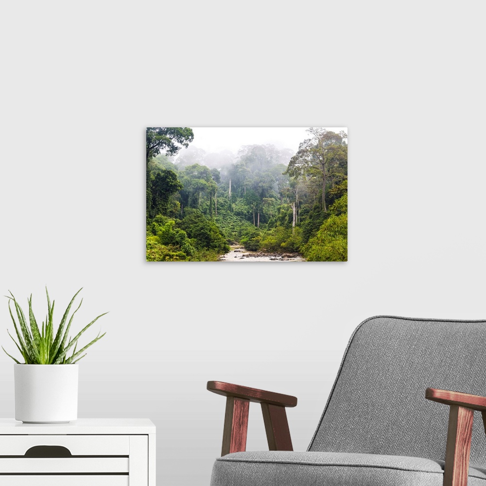 A modern room featuring Mist and river through tropical rainforest, Sabah, Borneo, Malaysia.