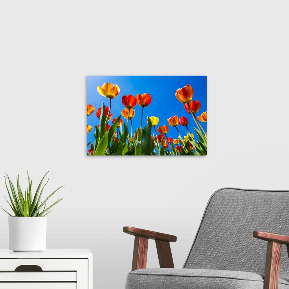 A modern room featuring Netherlands, North Holland, Callantsoog. Multicolored tulips flower against a blue sky, near the ...