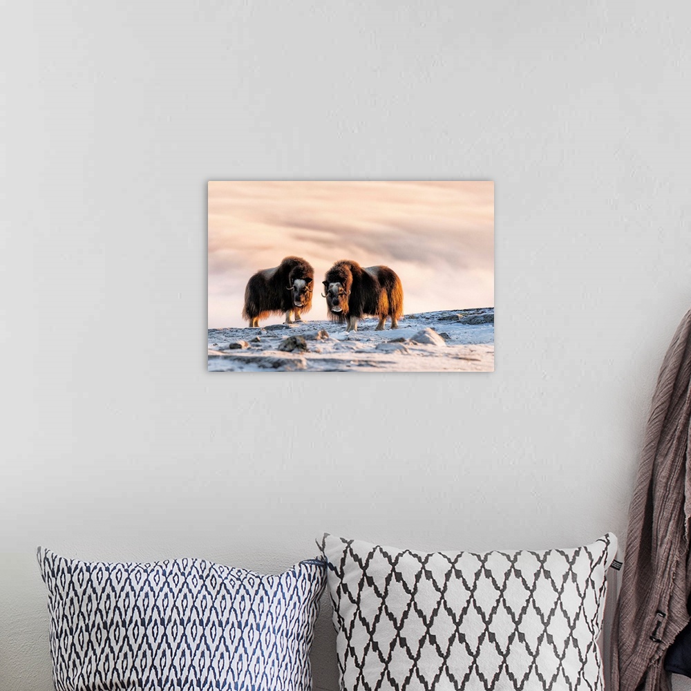 A bohemian room featuring Musk Oxen in Dovrefjell National Park, Oppdal, Norway