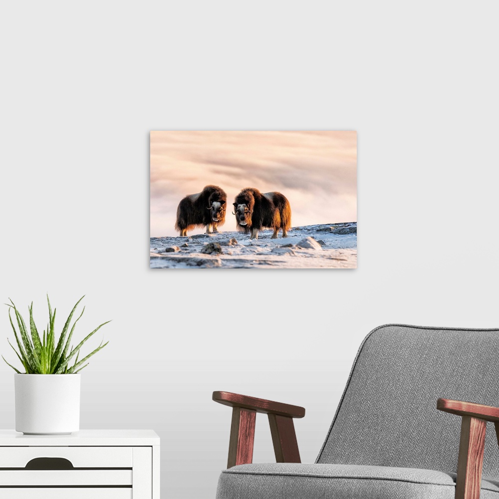 A modern room featuring Musk Oxen in Dovrefjell National Park, Oppdal, Norway