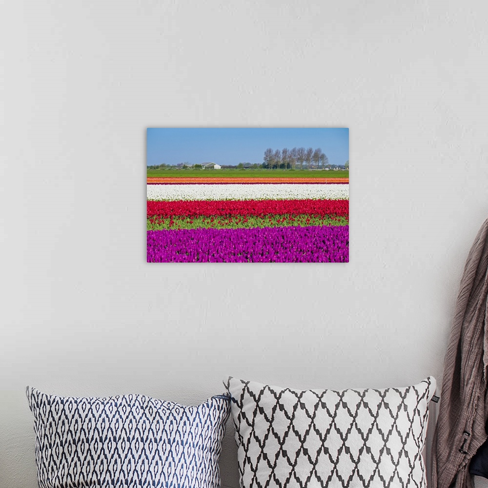 A bohemian room featuring Netherlands, North Holland, Venhuizen. Colorful tulip fields in early spring.