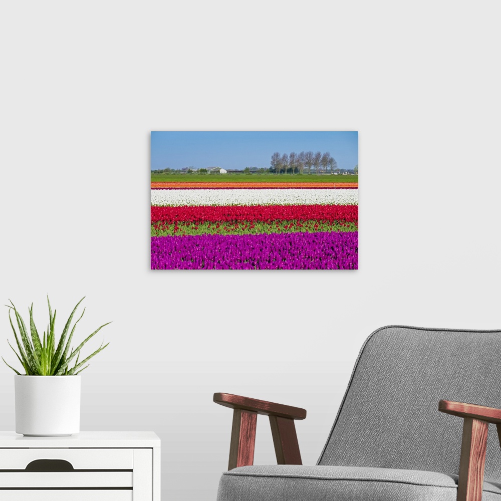 A modern room featuring Netherlands, North Holland, Venhuizen. Colorful tulip fields in early spring.
