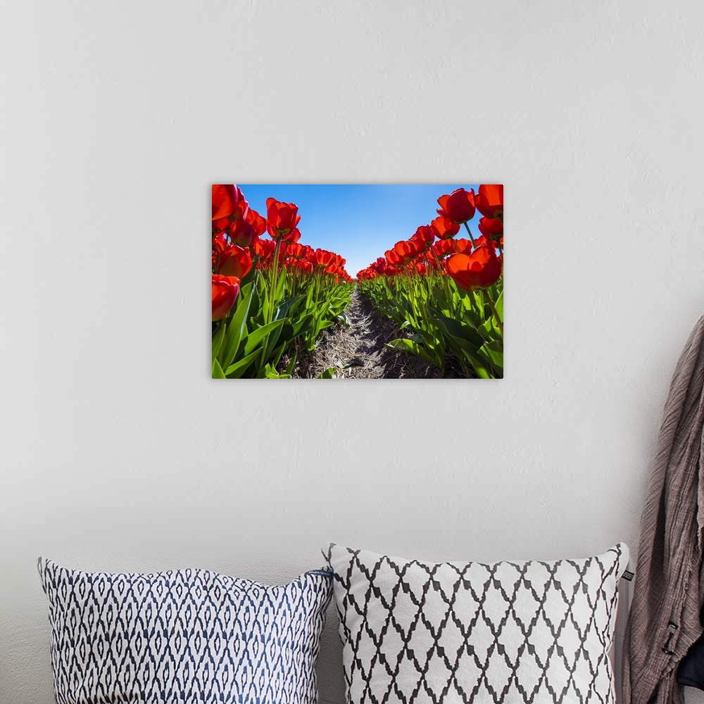 A bohemian room featuring Netherlands, South Holland, Nordwijkerhout. Red Dutch tulips in bloom against a blue sky.