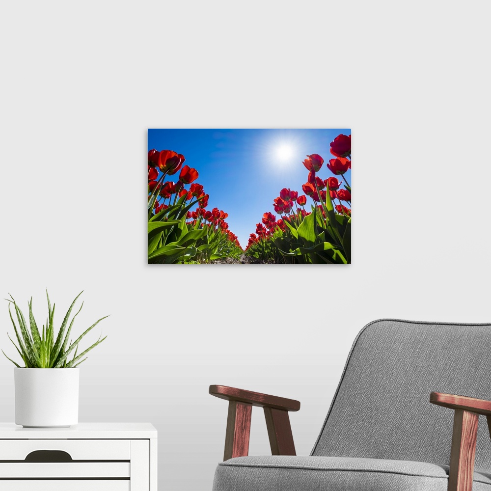 A modern room featuring Netherlands, South Holland, Nordwijkerhout. Red Dutch tulips in bloom against a blue sky.