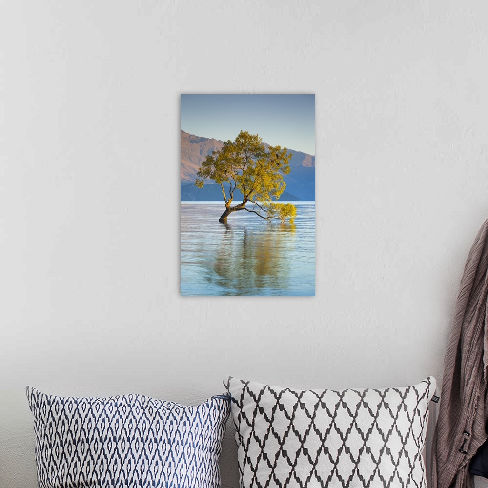 A bohemian room featuring New Zealand, South Island, Otago, Wanaka, Lake Wanaka, solitary tree, dawn.
