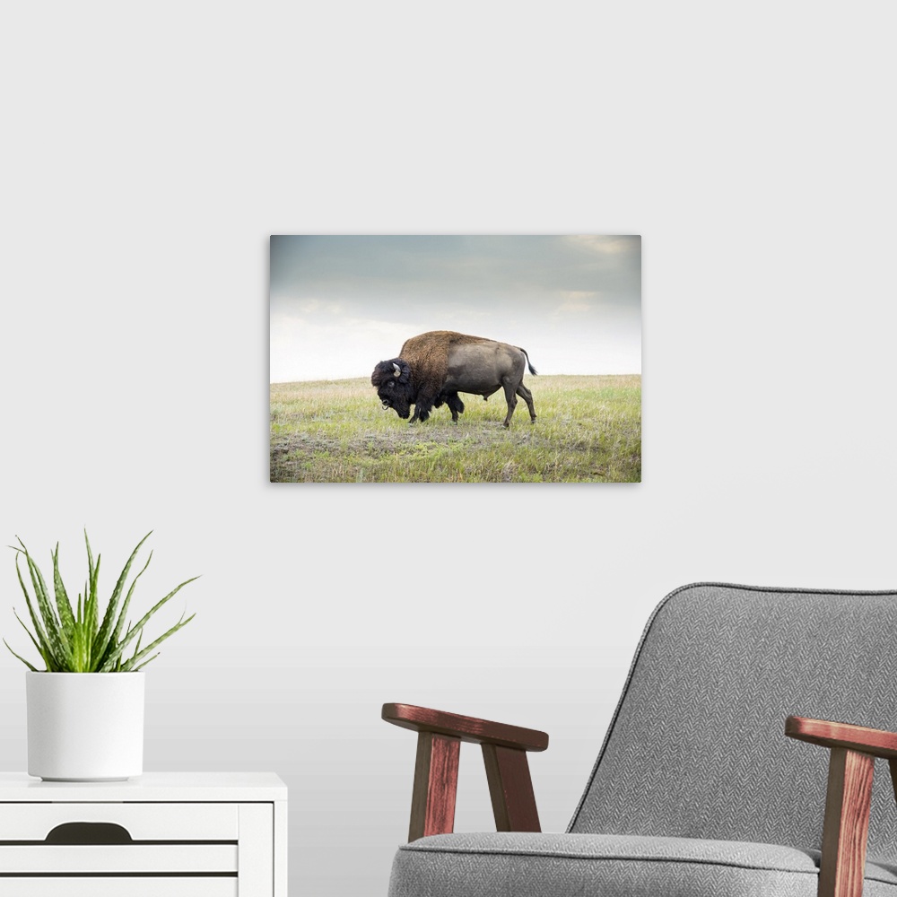 A modern room featuring North Dakota, Bison, Theodore Roosevelt National Park, South Unit