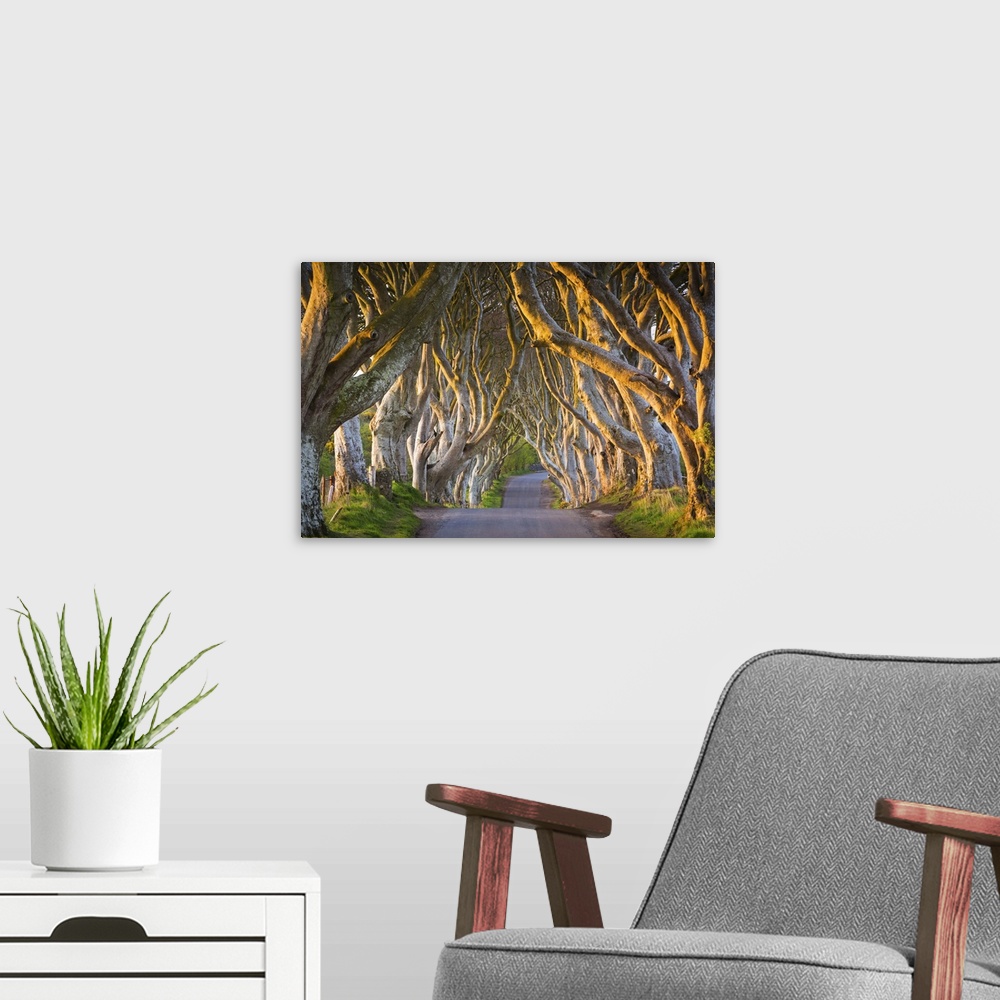 A modern room featuring United Kingdom, Northern Ireland, County Antrim, Stranocum. The Dark Hedges are a magnificent ave...