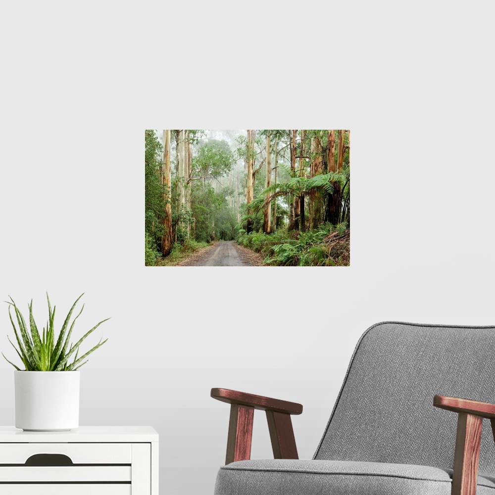 A modern room featuring Oceania, Australia, Victoria, Great Otway National Park, Eucalyptus Forest
