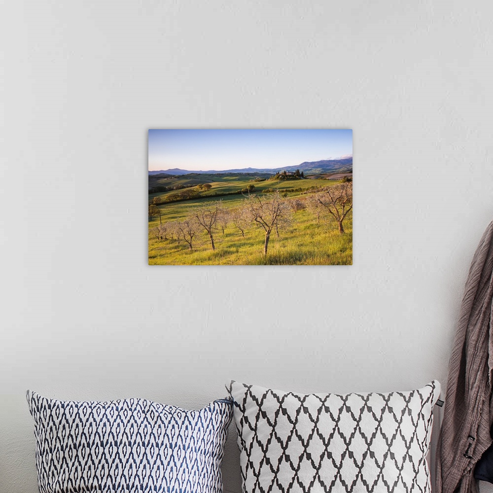 A bohemian room featuring Olive grove and rolling hills at sunrise, Val d'Orcia, Tuscany, Italy