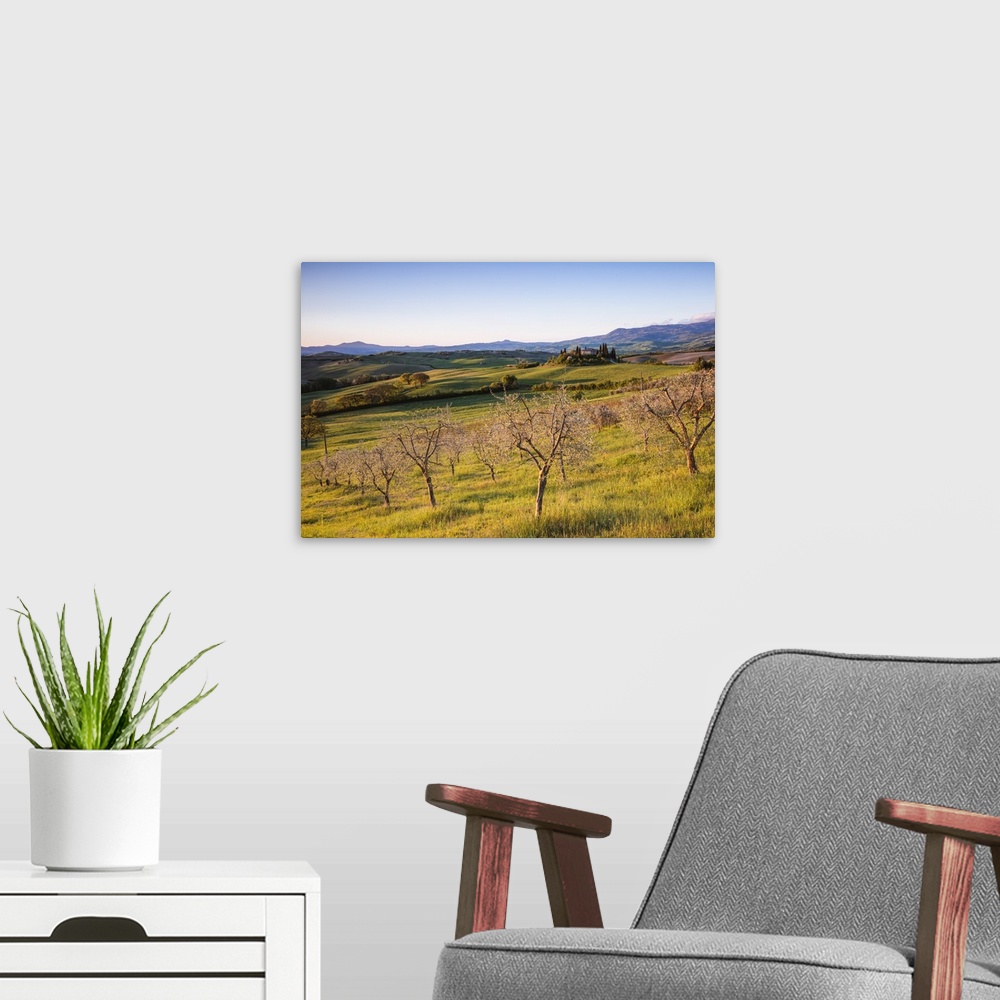 A modern room featuring Olive grove and rolling hills at sunrise, Val d'Orcia, Tuscany, Italy