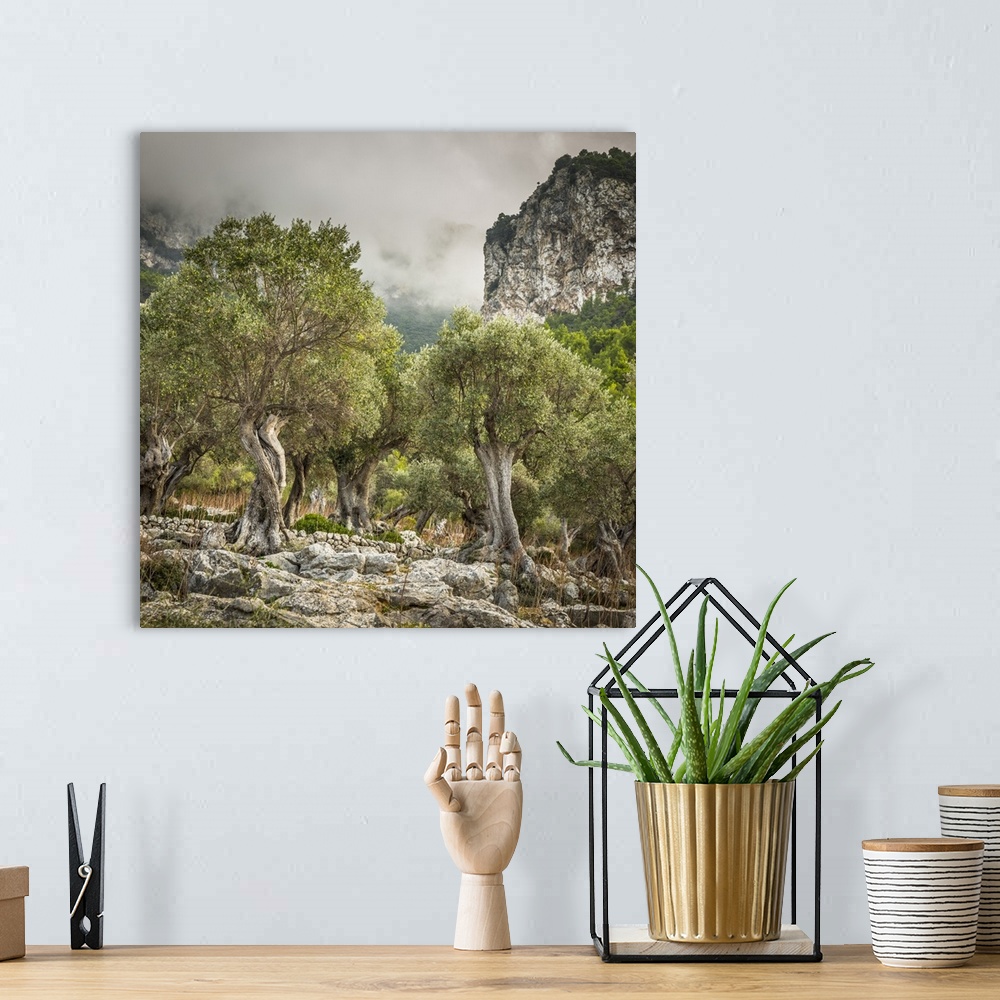 A bohemian room featuring Olive trees, Serra de Tramuntana, Mallorca (Majorca), Balearic Islands, Spain