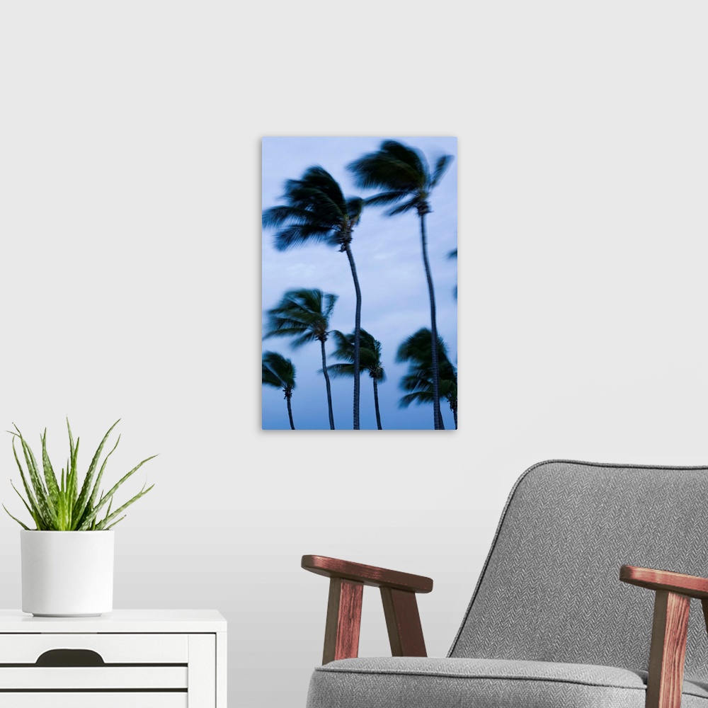A modern room featuring ABC Islands-ARUBA-Palm Beach:.Wind Blown Palms / Morning