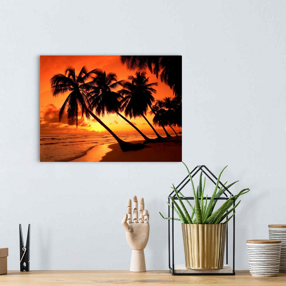 A bohemian room featuring Palm Trees At Sunset, Barbados, West Indies